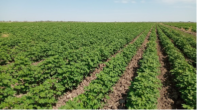 imagen de cultivo de algodón