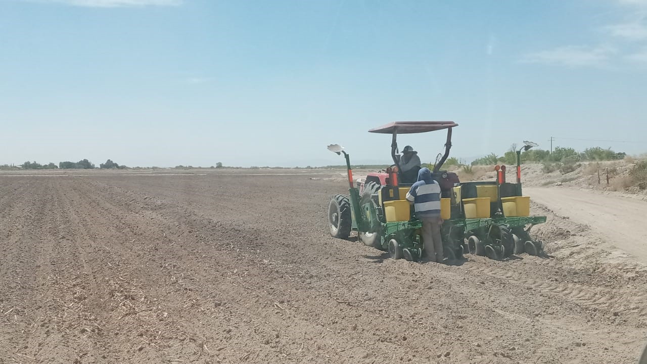 imagen de cultivo de algodón