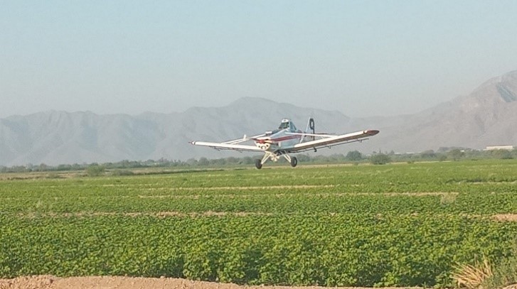 imagen de cultivo de algodón