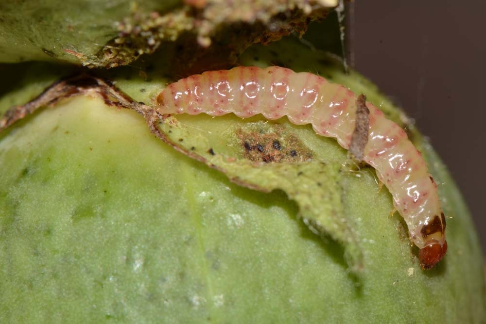 imagen de cultivo de algodón