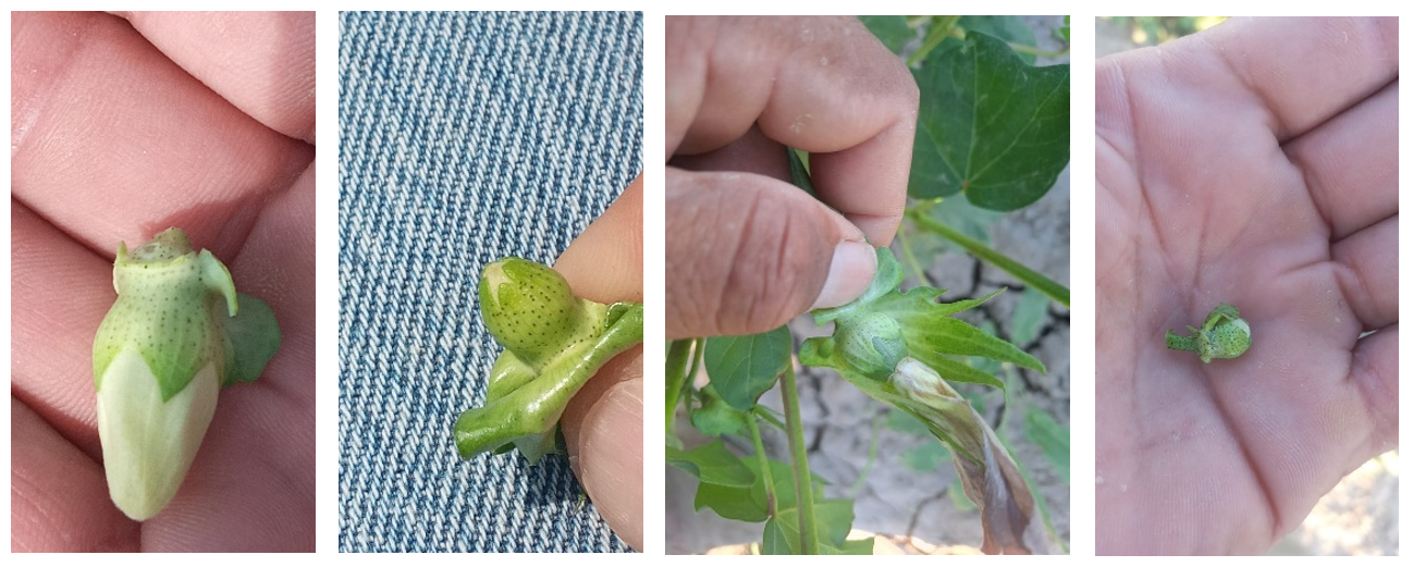 imagen de cultivo de algodón
