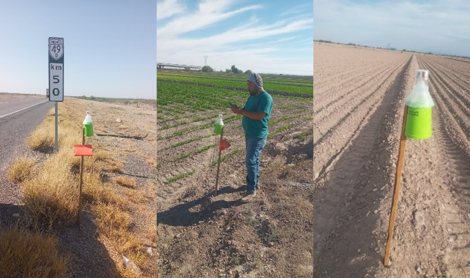 imagen de cultivo de algodón